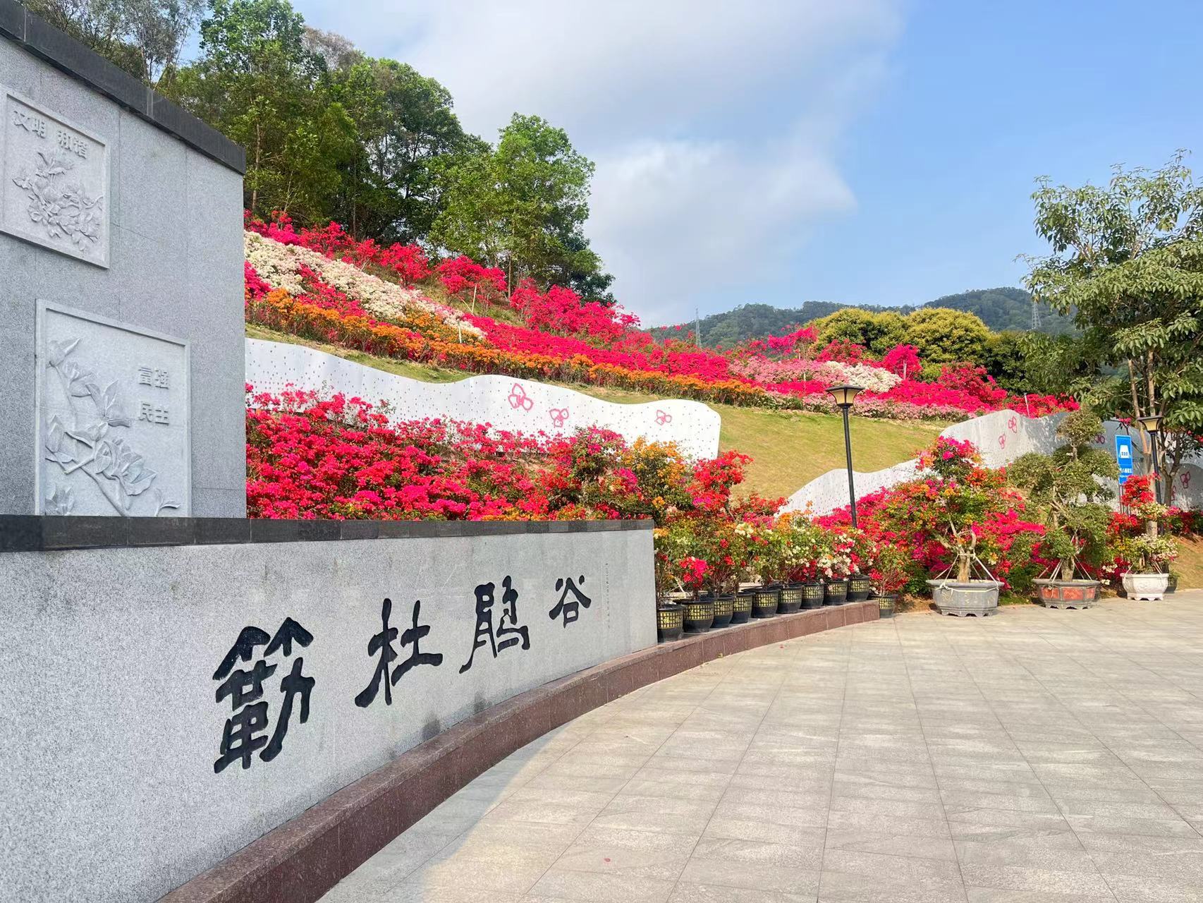 美麗邂逅，紫陌芳華——2023深圳簕杜鵑花展盛放記