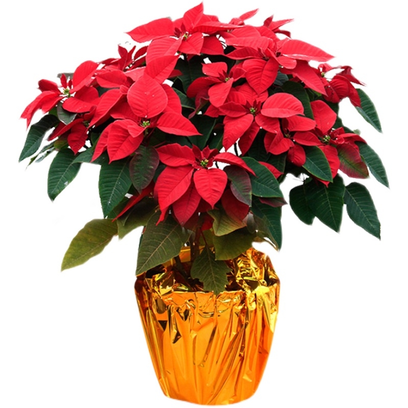 圣誕花盆栽一品紅節(jié)日慶典喜慶花卉圣誕紅鮮花圣誕節(jié)裝飾深圳同城